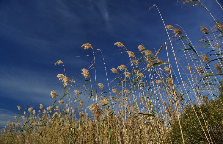 tall seagrass